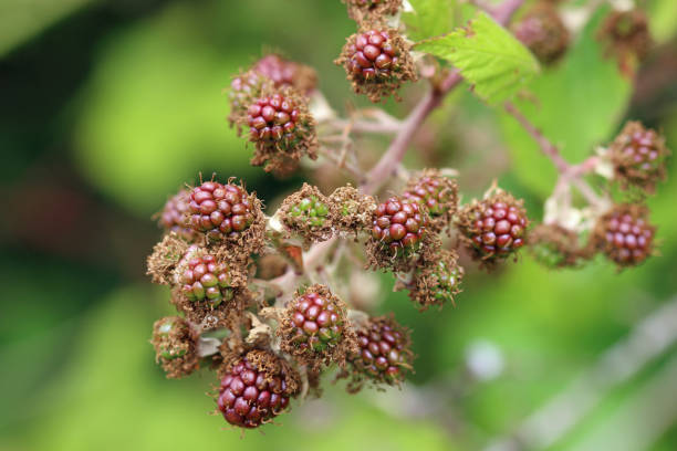 istock Ripening bramble fruits in close up 1428785983