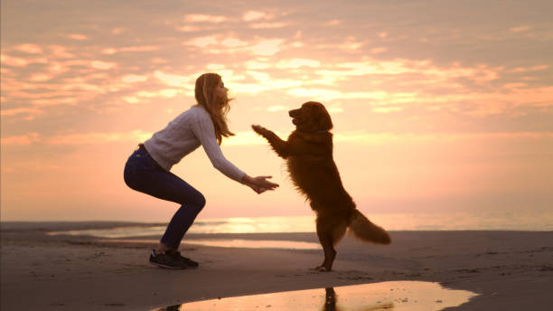 The dog  is  jumping