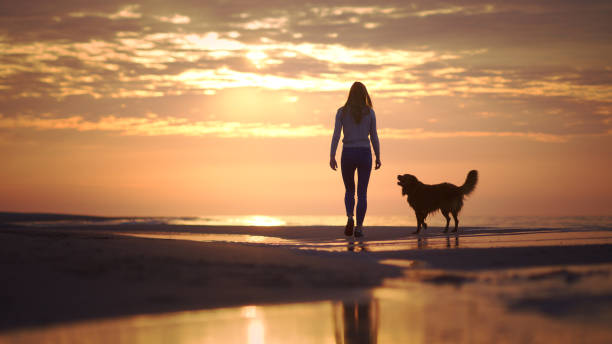 istock Walk with the dog at sunset 1428786957