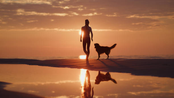 istock Walk with the dog at sunset 1428786959