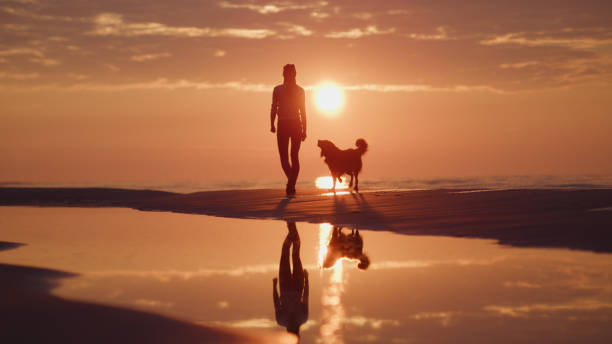 istock Walk with the dog at sunset 1428786987