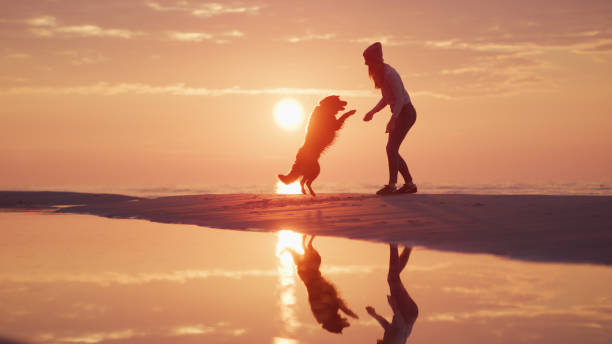 istock Playing with the dog on the beach at sunset.  Silhouettes 1428787096