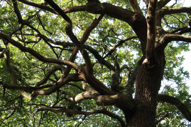 istock A natural pattern of branches and leaves with the sun breaking through in the background 1428788317