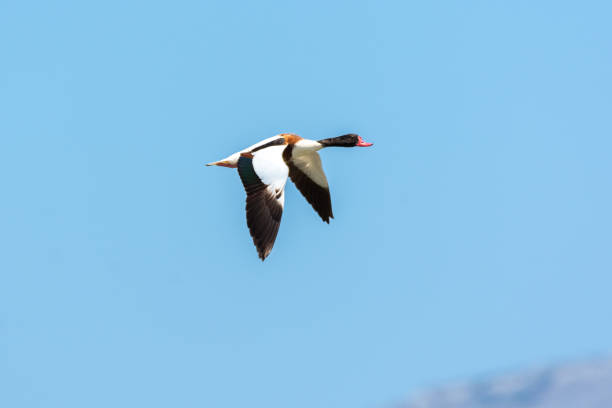 die brandgans (tadorna tadorna) fliegt - brandgans stock-fotos und bilder