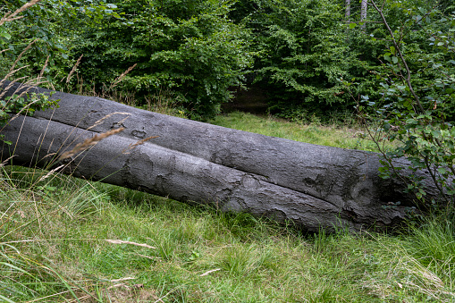 A large fallen tree blocks the hiking trail in the Karkonosze Mountains.