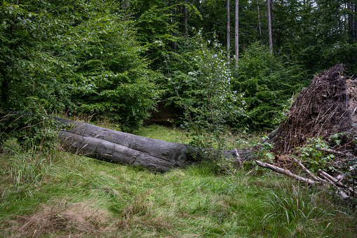 A large fallen tree blocks the hiking trail in the Karkonosze Mountains