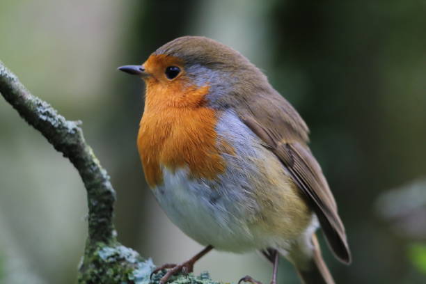 istock A Robin Redbreast in the forest 1428794675