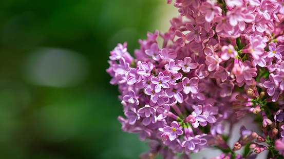 Purple lilac flowers against green background