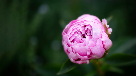 Also known as Common Garden Peony and widely grown as an ornamental plant in gardens. Low growing brilliant coral single. Need more options? Click on a lightbox below for similar files.