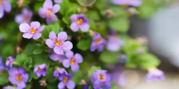 Photo of Purple bacopa monnieri