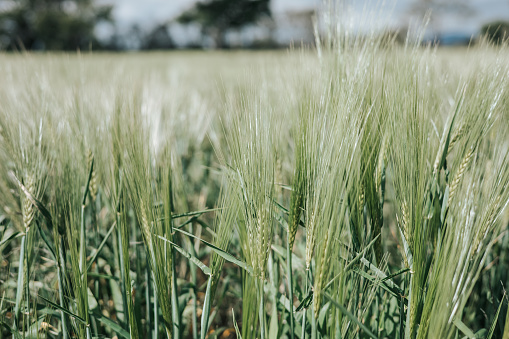 wild oat on a clear day