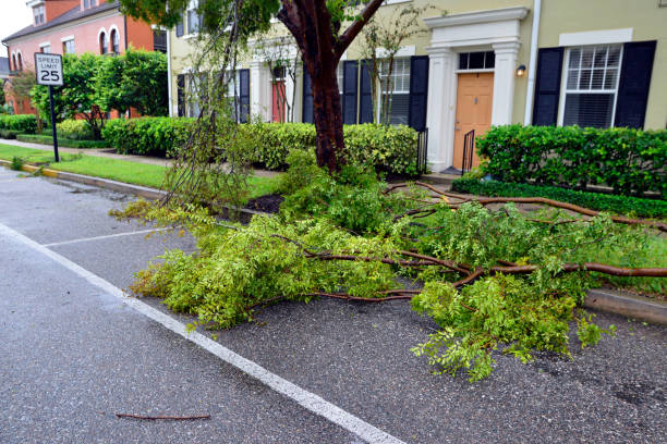 downed tree branch lying on lawn in front of townhouses - leaf autumn falling tree imagens e fotografias de stock