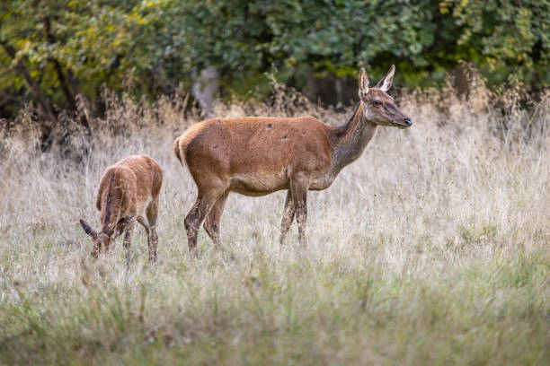 Female red deer with a calf in dry autumn grass in Dyrehaven, which is a large public deer park north of Copenhagen. The park is a UNESCO world heritage site because the layout as a royal hunting ground for par force hunting