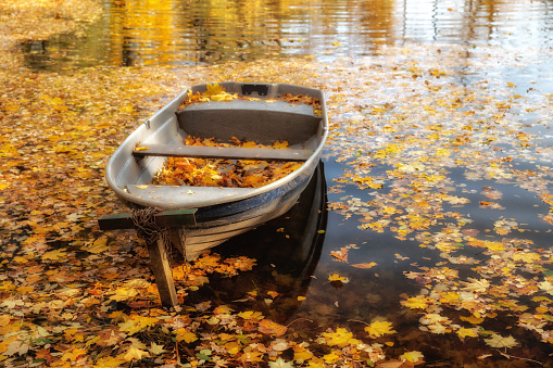 Colorful autumn landscape. Wooden boat on the lake strewn with fallen yellow leaves. Natural seasonal background
