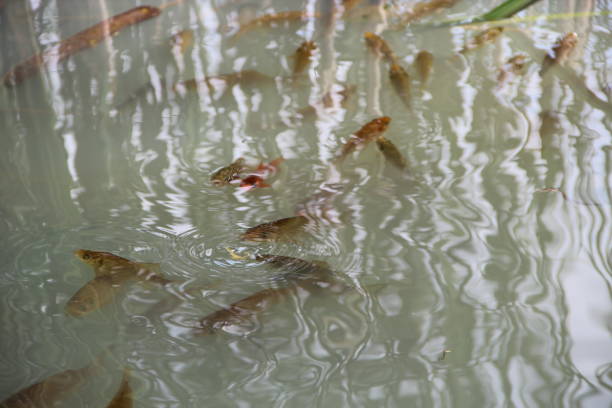 troupeau de carpes cruciennes nageant dans l’eau de l’étang de la ville. carpe crucienne de rivière - 16747 photos et images de collection