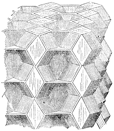 Optimal arrangement for plant cell adhesion. Vintage etching circa 19th century.