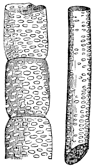 Grape Vine plant (Vitis) xylem vessel element [left] and tracheid cell [right] magnification. Vintage etching circa 19th century.