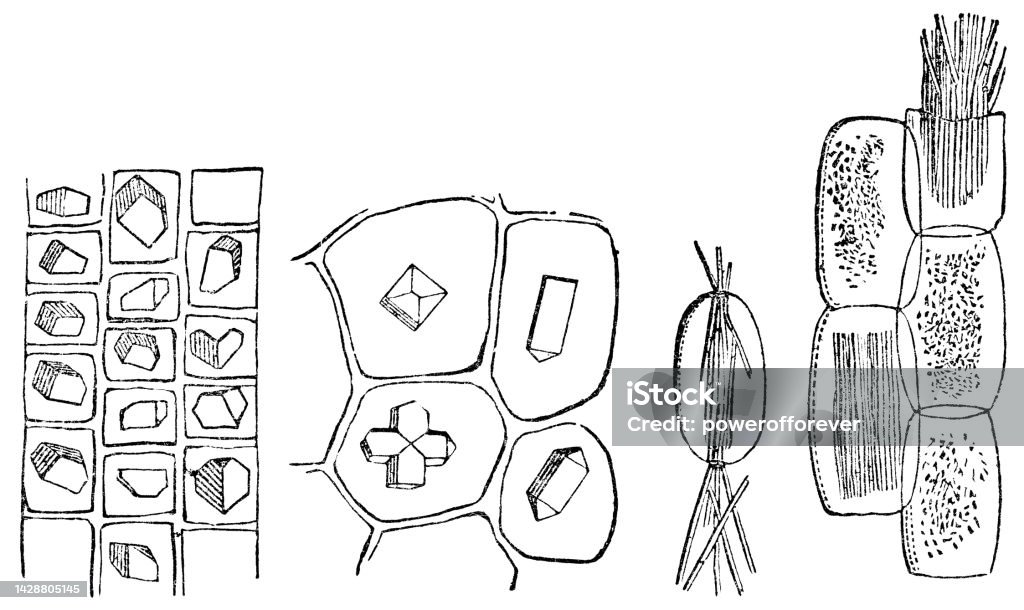 Cell Inclusions Raphides Various Different Idioblast Plant Cell Crystals 19th Century Stock ...