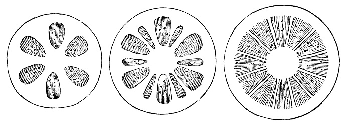 Developmental stages of xylem plant tissue cross section cutaways. From left to right; youngest to oldest. Vintage etching circa 19th century.
