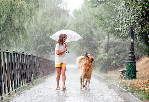 Girl with golden retriever dog during rain walking under umbrella outside. Preteen kid with doggy pet enjoying rainy day weather at summer