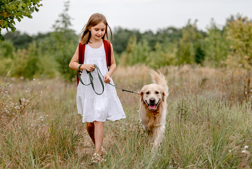 Little girl with golden retriever dog walking in the field in summer day together. Child with doggy pet portrait on meadow
