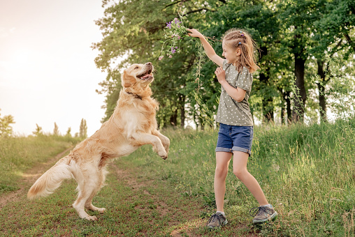Portrait of beautiful preteen girl playing with golden retriever dog together outdoors. Cute female kid with doggy pet at the nature in summer time having fun
