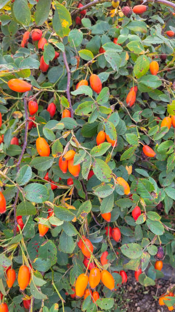 istock Beautiful orange blossoms 1428810220
