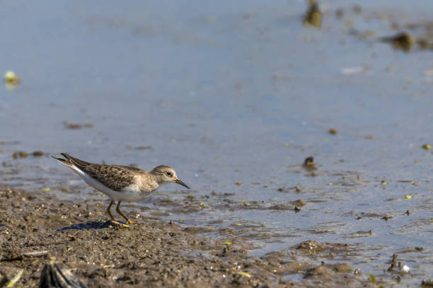 istock Temminick's Stint in a lotus root field. 1428811732
