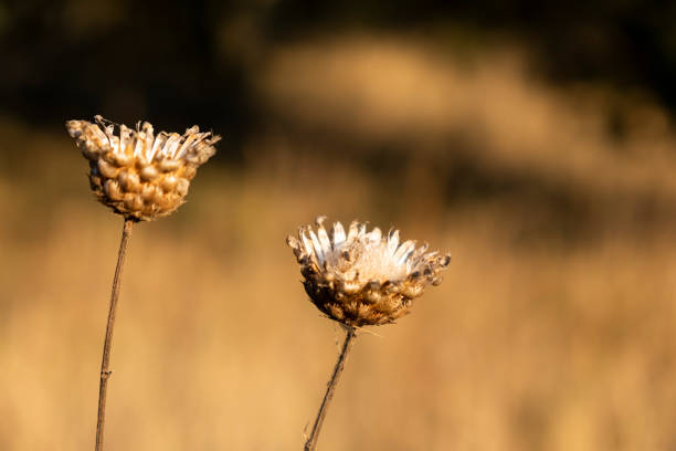 Dried steppe flower close-up