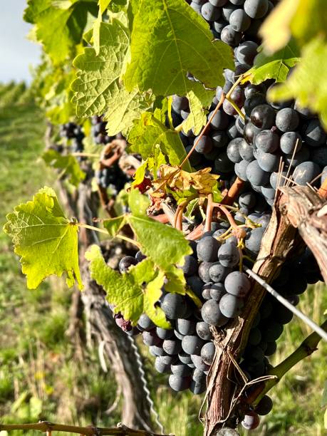 istock Red ripe grapes shortly before harvest 1428812657