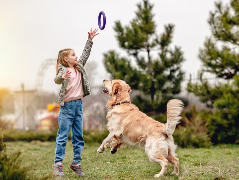 Little girl throws up a rubber doggy ring and playing with golden retriever dog outside