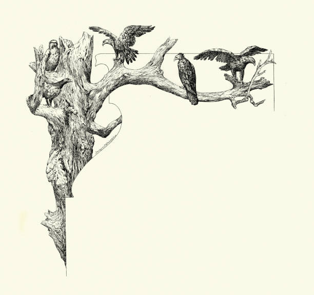 Perched Drawing 110+ Eagle Perched Drawing Stock Photos, Pictures & Royalty-Free Images ...