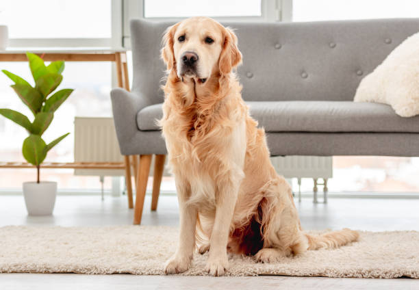 istock Golden retriever dog indoor 1428813963