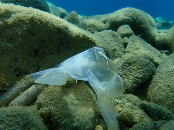 istock Plastic garbage underwater, Aegean Sea, Greece, Halkidiki. Sea pollution. 1428815701