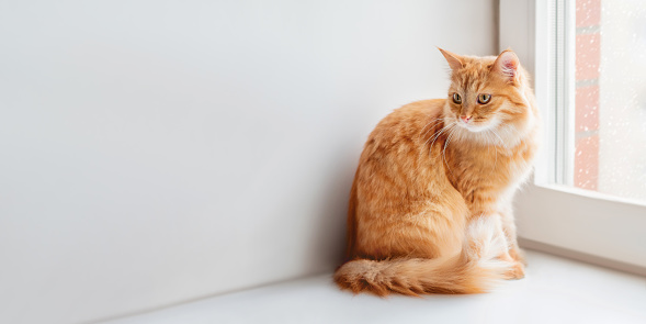 Curious ginger cat is siting on window sill and waiting for something. Fluffy pet at home while snow is falling outside. Winter banner with copy space.