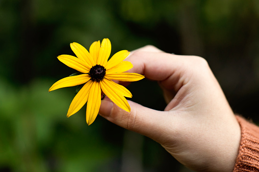 Young woman hand holding a yellow black-eyed susan flower in fall nature. She is wearing a deep orange wool sweater. Very shallow DOP, focus on the flower. Horizontal outdoors shot with copy space. No face.