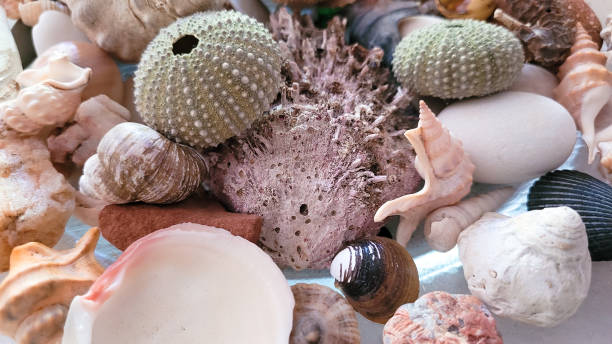 istock Beautiful collection of colored exotic shells 1428819225