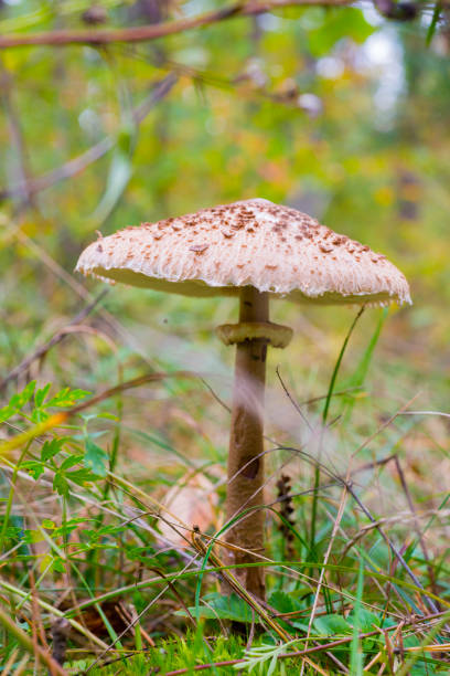 istock mushroom in the forest close-up 1428829235