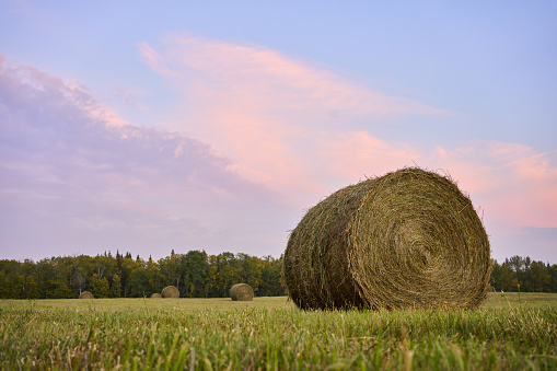 Rolled up hay bales ready for harvesting sitting in a farm field at sunset in the autumn