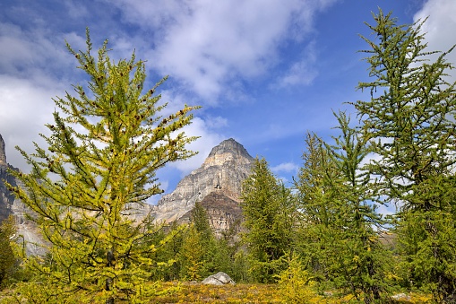 The Larch Valley trail to Sentinel Pass offers stunning views of Tamarack Trees and towering glaciated peaks, near Moraine Lake in Banff National Park, Canada.