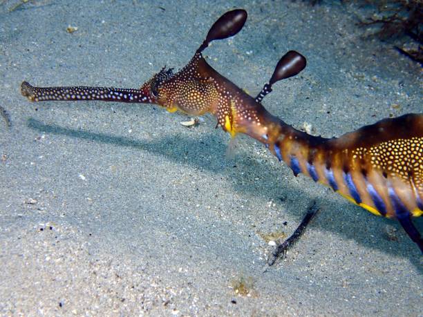 istock Weedy sea dragon head 1428833491