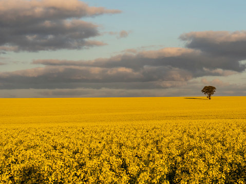 Canola fields at sunset rural Victoria