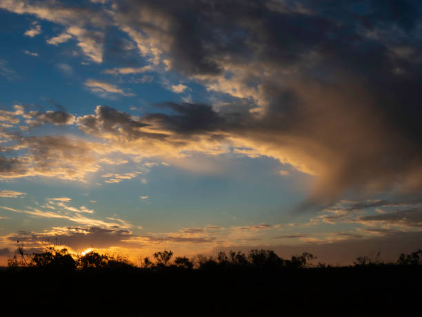 istock Sunrise silhouette of grass trees 1428833646