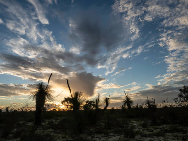 silhueta do nascer do sol das árvores de grama - sky sun grass tree - fotografias e filmes do acervo