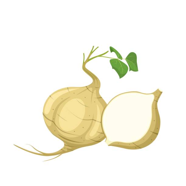 Jicama Jicama vector illustration, isolated on a white background. pachyrhizus erosus stock illustrations
