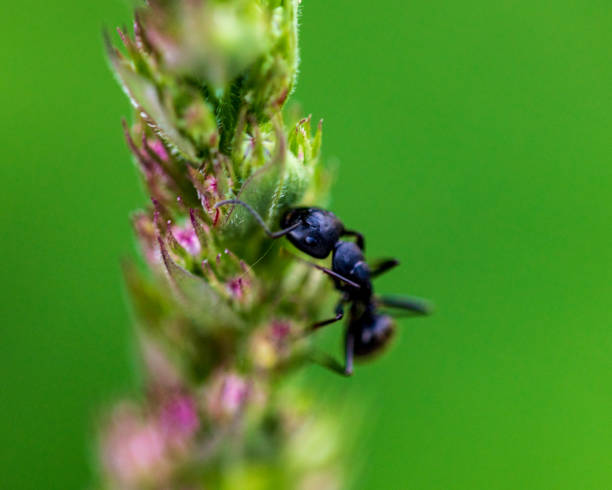 Black Ant stock photo