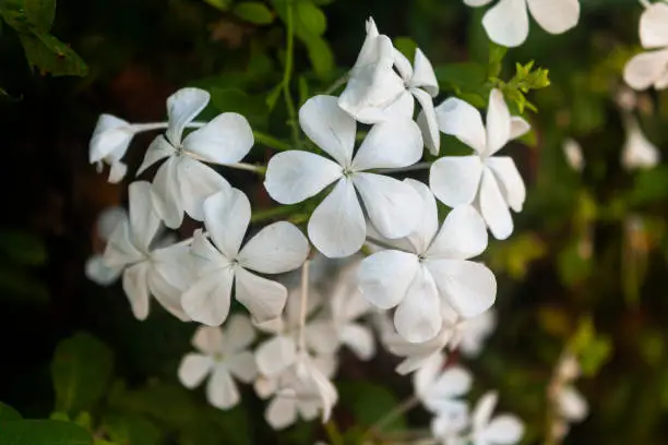 White flowers of the Plumbago auriculata plant, also known as blue plumbago or Cape plumbago.