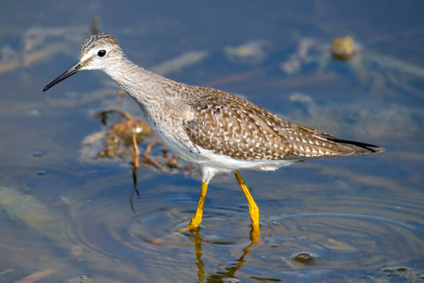 istock Lesser Yellowlegs with Its Neck Extended 1428854397