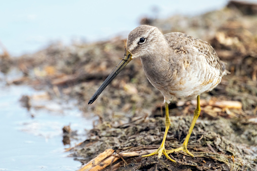 A Long-billed Dowitcher (Limnodromus scolopaceus) in nonbreeding plumage in the shallow water of the San Jacinto Wildlife Area in Riverside County, southern California.  This medium-sized sandpiper winters primarily inland around ponds and lakes of the southern United States and south through Central America.  It breeds on the arctic tundra of Canada, Alaska, and eastern Siberia.