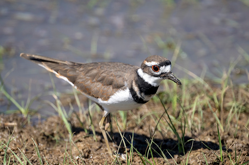 A Killdeer (Charadrius vociferus) in the shallow water of the San Jacinto Wildlife Area in Riverside County, southern California.  This very common medium-sized plover is resident from northern Mexico throughout the United States and southern Canada.  Some of the population migrates north to breed in far northern Canada, and some birds migrate south to winter throughout Central America and northern South America.  The apt species name is indicative of its loud, oft-repeated calls.